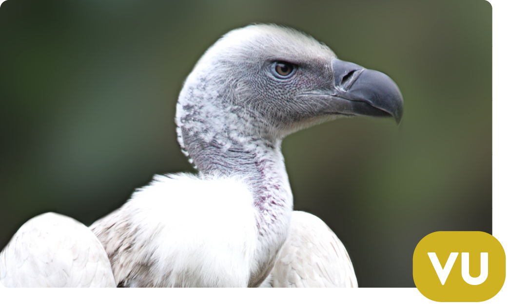 Cape griffon vulture / Gyps coprotheres