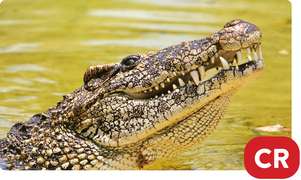 Cuban crocodile / Crocodylus rhombifer