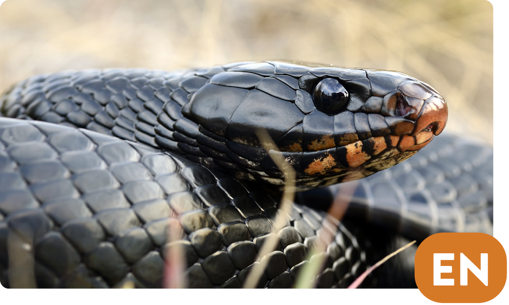 Eastern Indigo snake / Drymarchon couperi