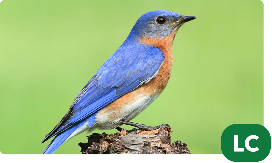 Eastern bluebird / Sialia sialis