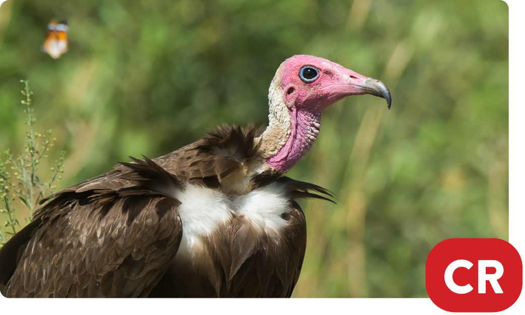 Hooded vulture / Necrosyrtes monachus
