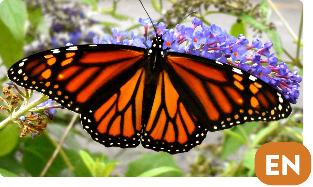 North American monarch / Danaus plexippus