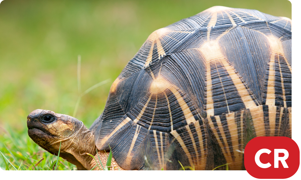 Radiated tortoise / Astrochelys radiata