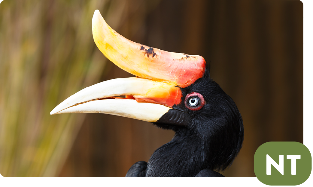 Rhinoceros hornbill / Buceros rhinoceros