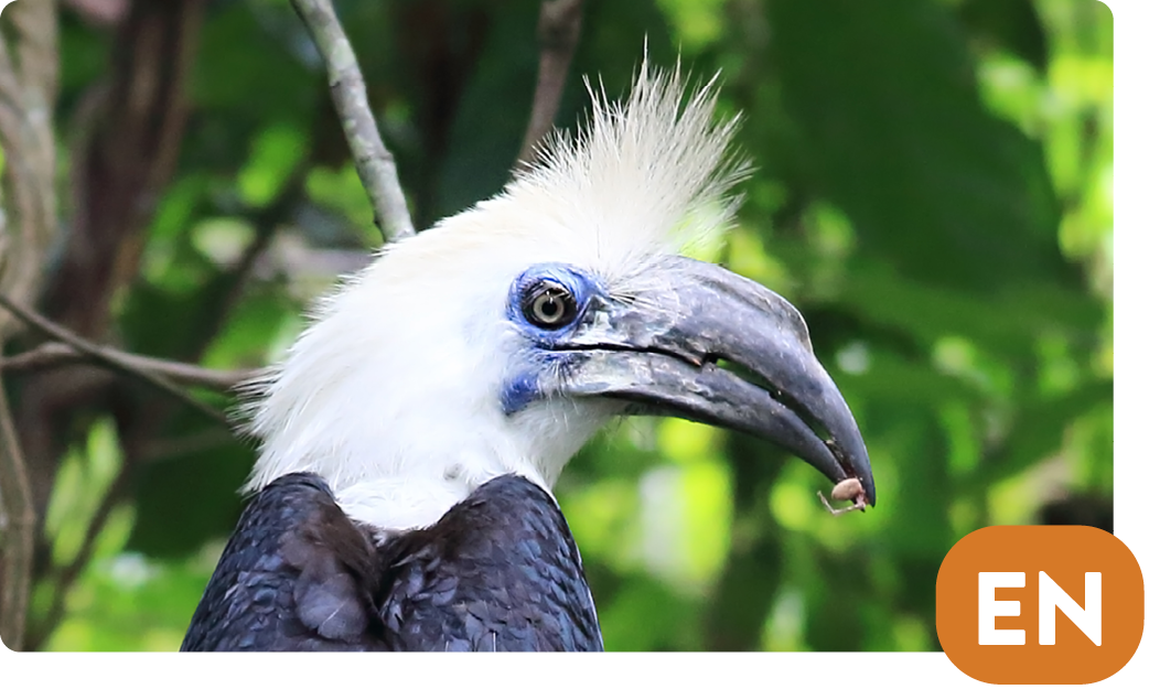 White-crowned Hornbill / Berenicornis comatus