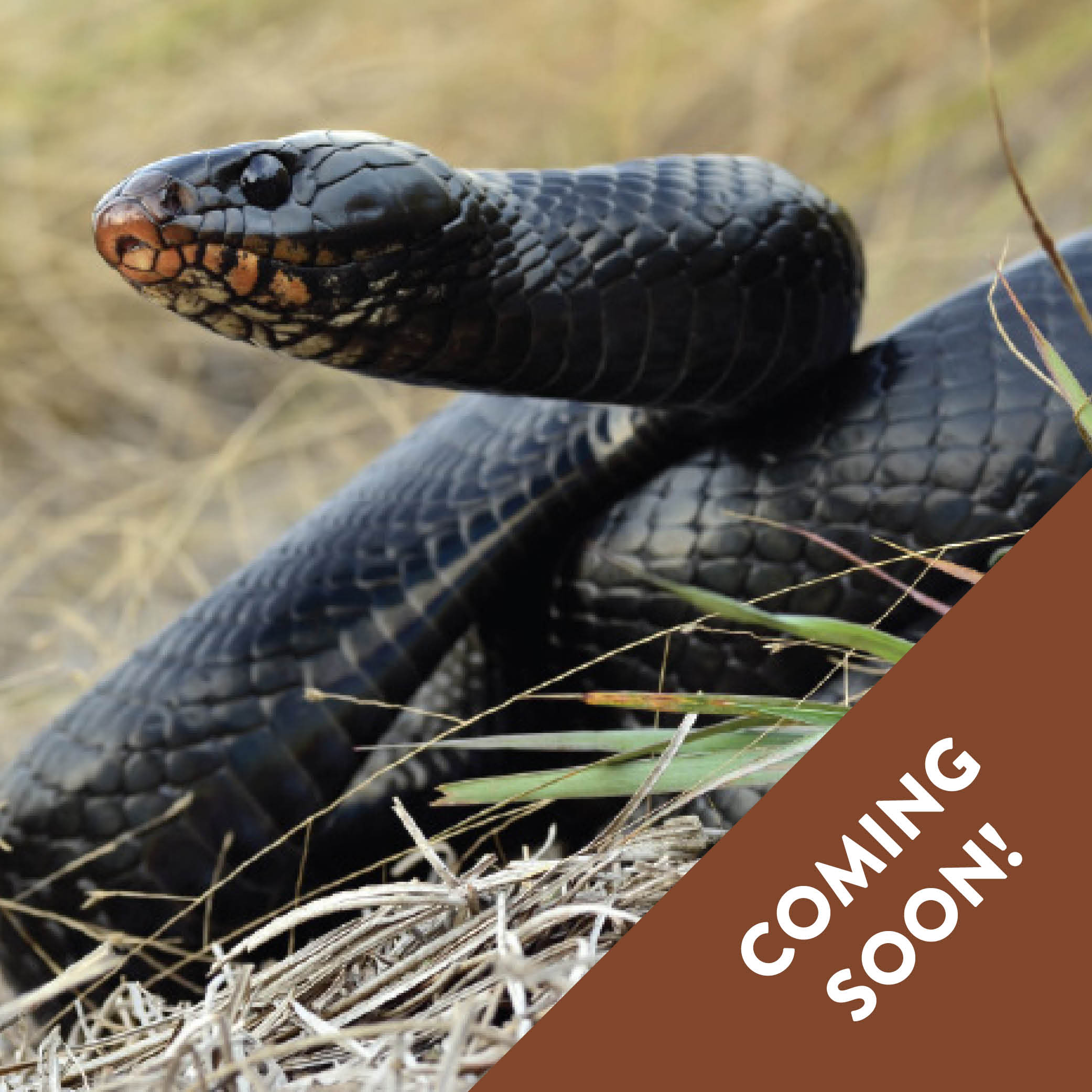 Eastern Indigo Snake image