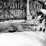 Craig gingerly approaches Gomek for the first time following the capture of the giant reptile.