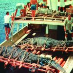 Craig moved more than thirty crocodiles from the Island of Daru to his Green Island attraction, Marineland Melanesia. This photo shows Gomek in the foreground. George Craig is shown standing behind the second crocodile, Oscar, while Anega lies strapped to its pallet above him.