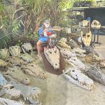 George Craig poses with crocodile skulls. 