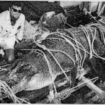 A newspaper article from the 1980s reads: “Strong ropes and good knots holding down a giant new guinea crocodile, checked by captor Mr. George Craig on the deck of the trawler Huon Gulf in Cairns yesterday. It is one of three 18 footers each weighing more than a ton, to be taken by barge to Mr. Craig’s Marineland at Green Island off Cairns today.”