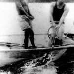 A youthful George Craig and a helper wrestle to bring an ensnared crocodile to bay on one of Craig’s early hunting expeditions on the fly river.