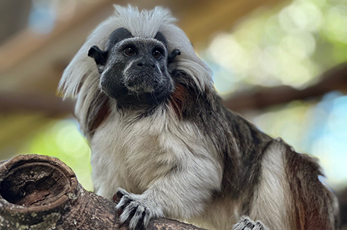 Alligator Farm Conservation and Research